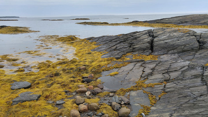 Change is Nature - Village of Blue Rocks, Nova Scotia
